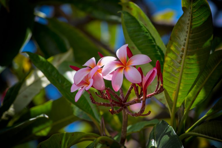 Plumeria Scene Of Hawaii By Wavees