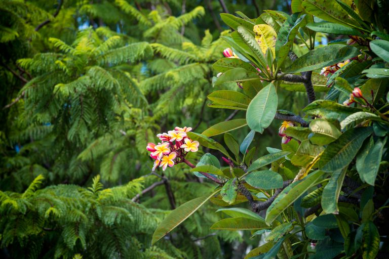 Wild Plumeria Tree Scene Of Hawaii By Wavees